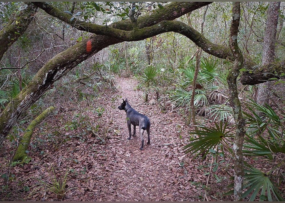 #27. Florida National Scenic Trail