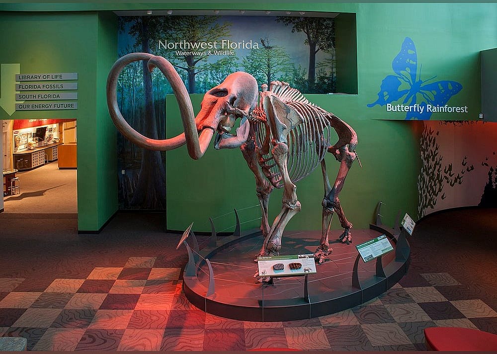 #2. Florida Museum of Natural History