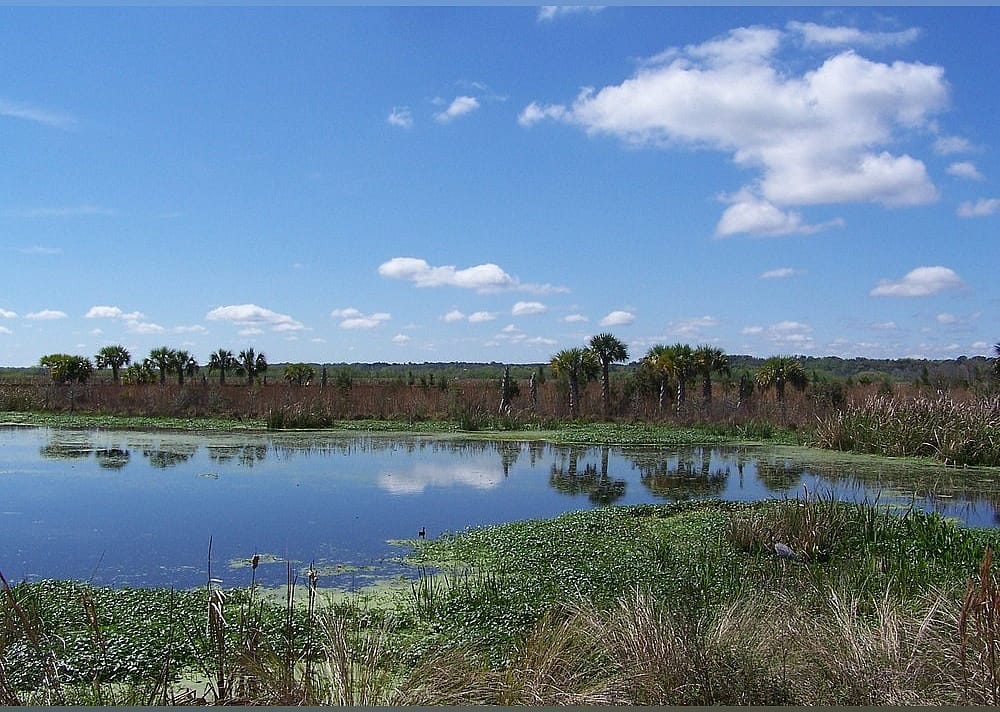 #5. Sweetwater Wetlands Park