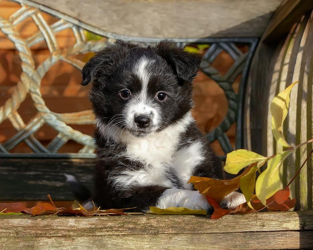 #29. Miniature American shepherd