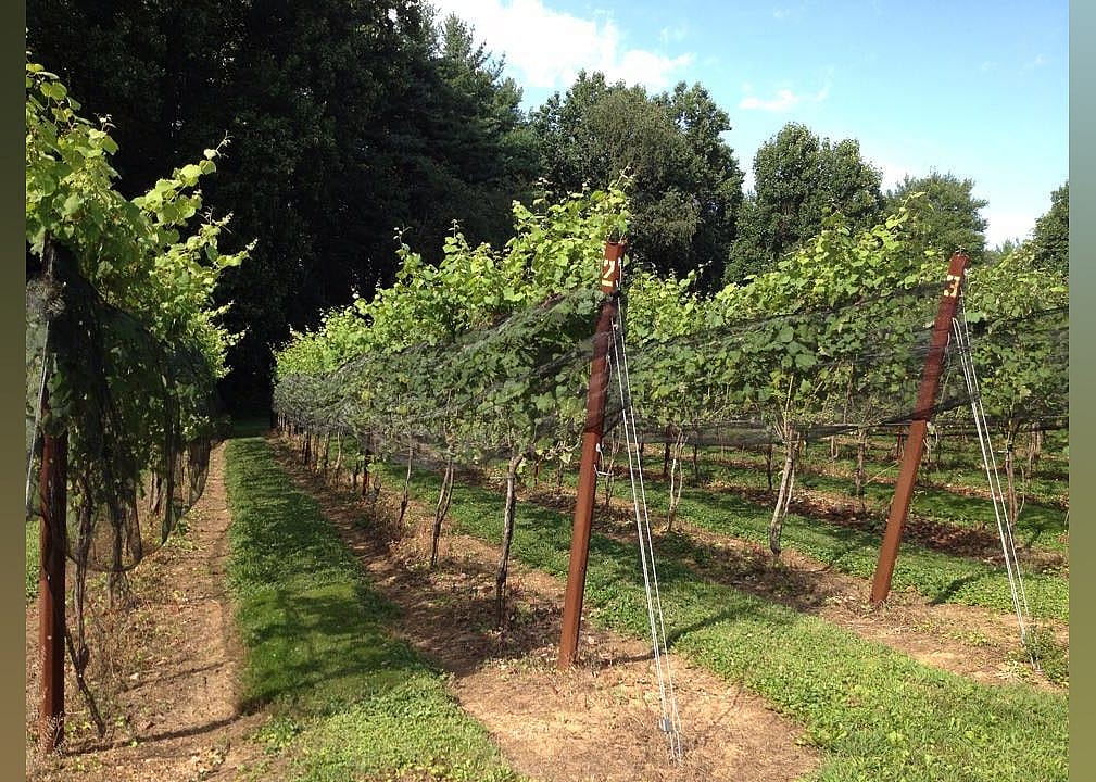 #17. Serpent Ridge Vineyard