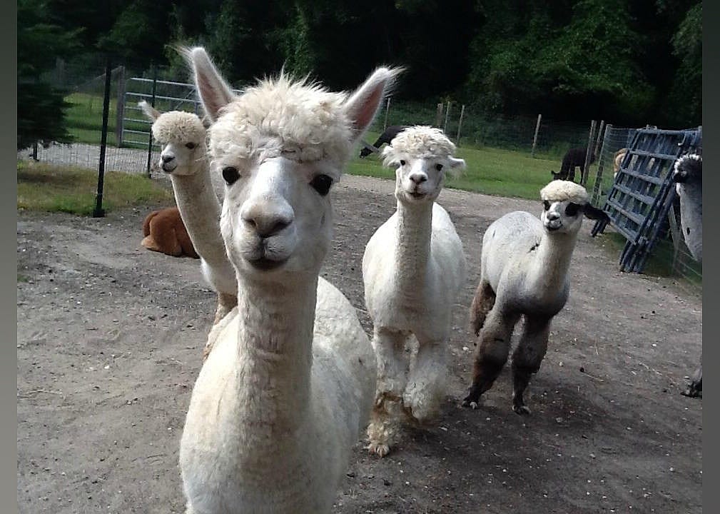 #5. Jersey Shore Alpacas