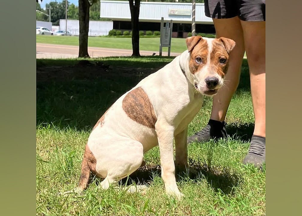 Chico