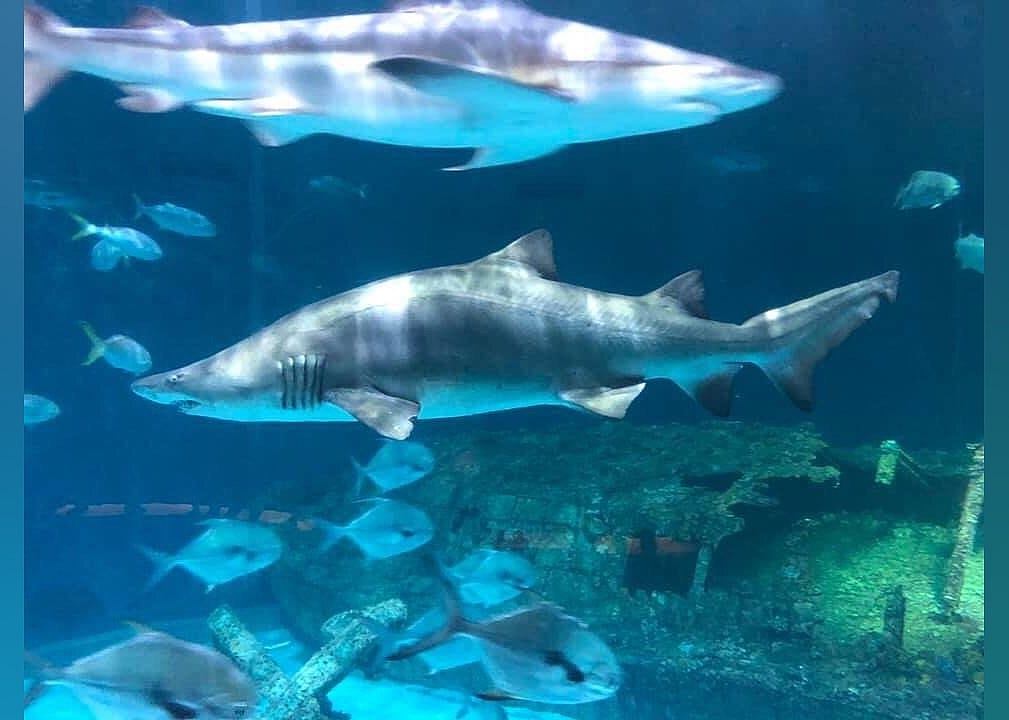 #21. North Carolina Aquarium on Roanoke Island
