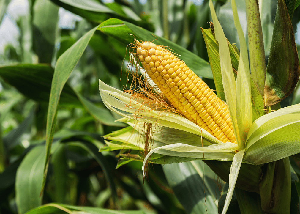 #6. Sweet corn