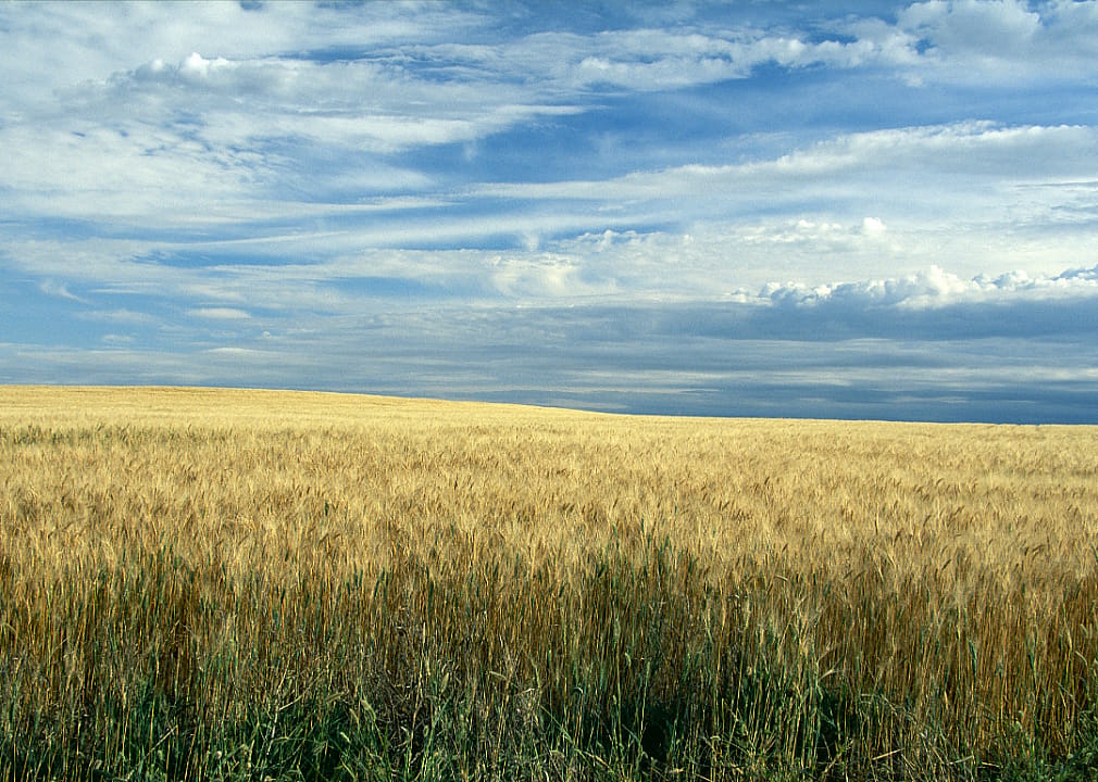 #5. Wheat