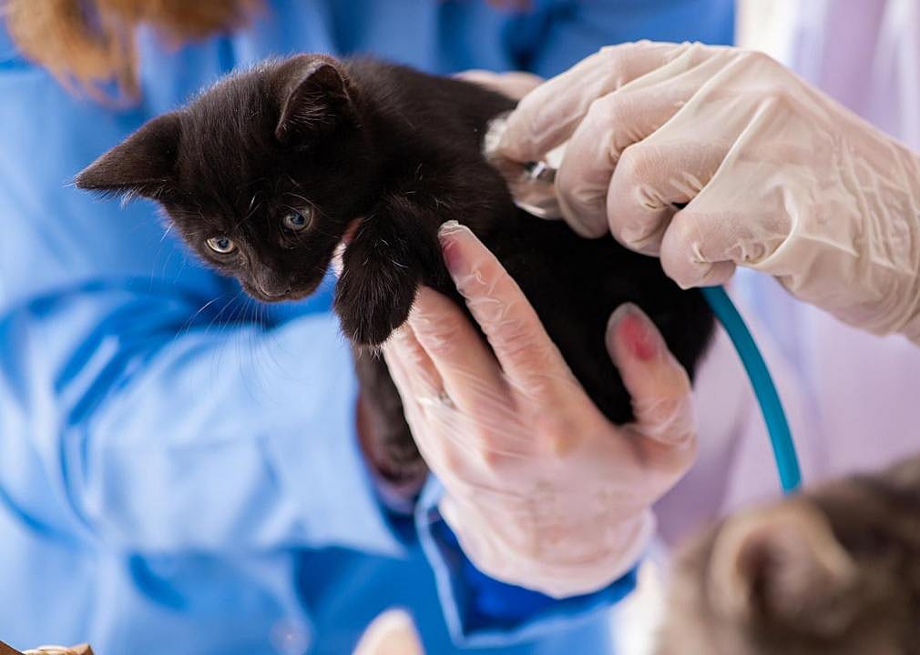 #30. Veterinary assistants and laboratory animal caretakers