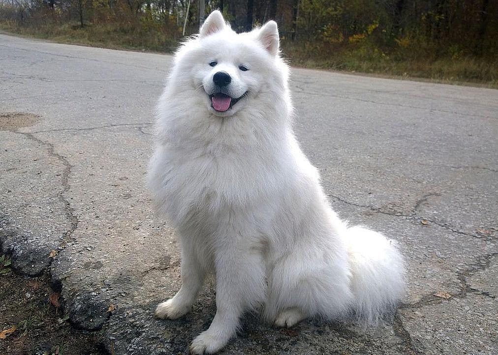 #58. Samoyed