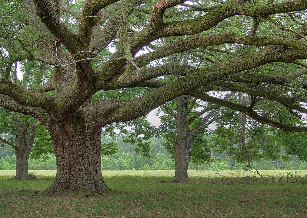 #26. George County