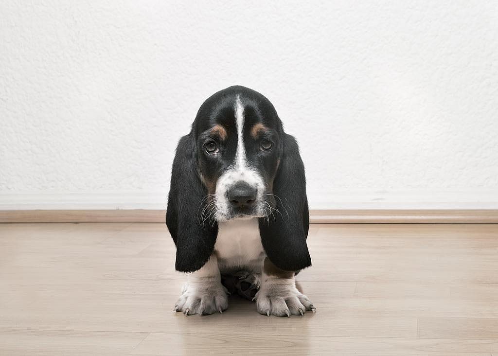 #34. Basset Hound