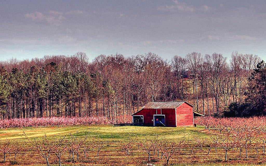 #36. South Carolina