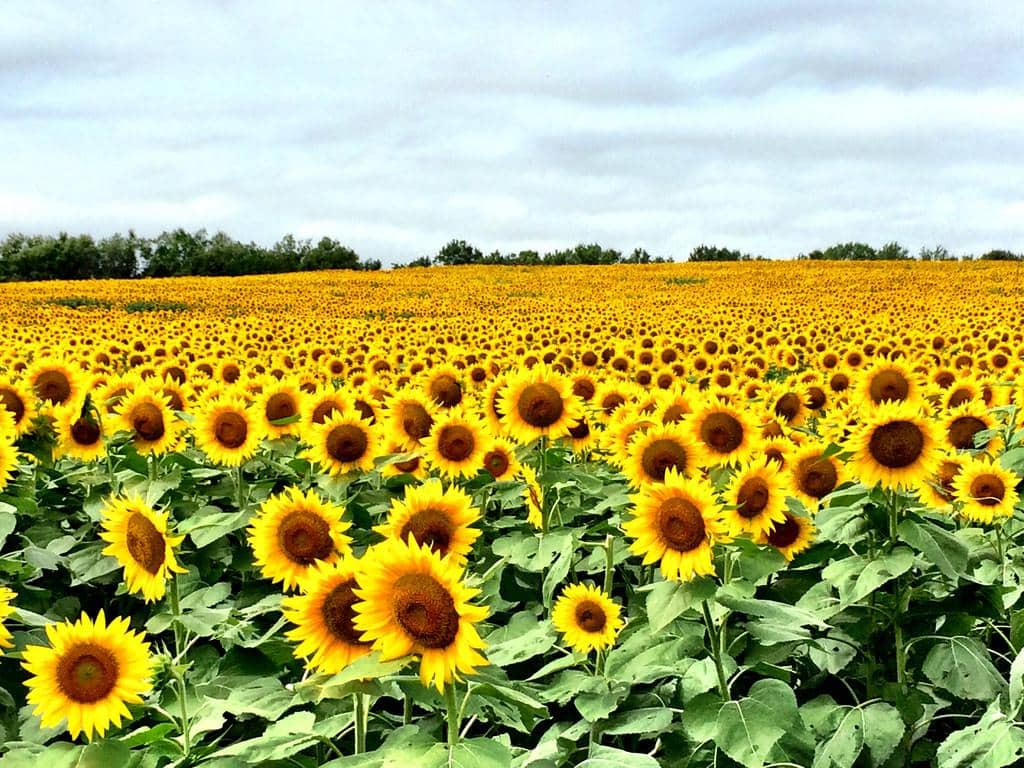 Nickname: The Sunflower State