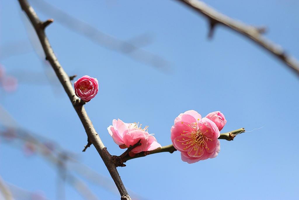 #1. Japanese apricot