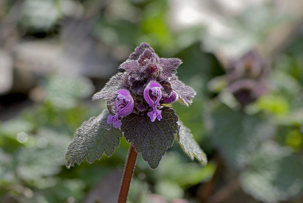 #31. Dead nettle