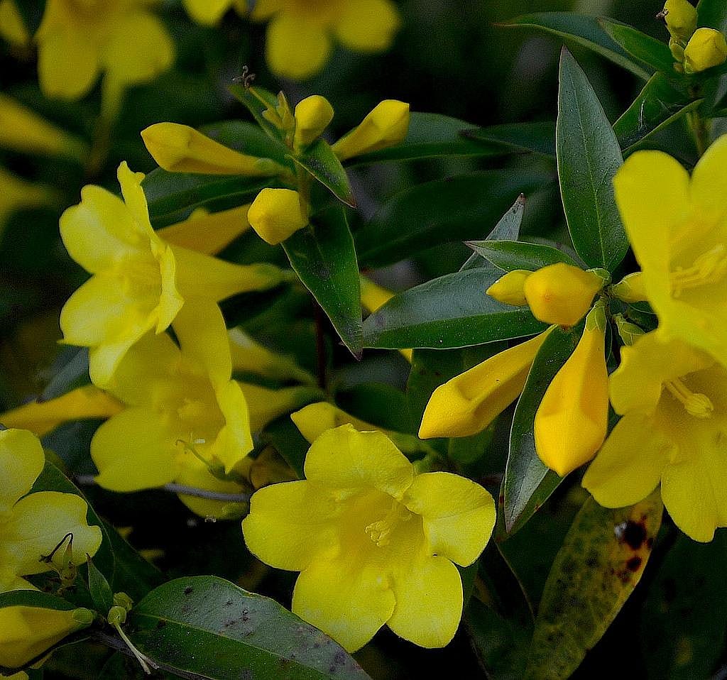 Answer: South Carolina state flower