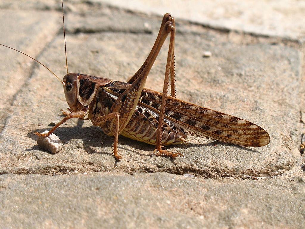 Crickets