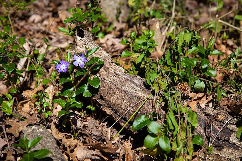 #20. Common periwinkle