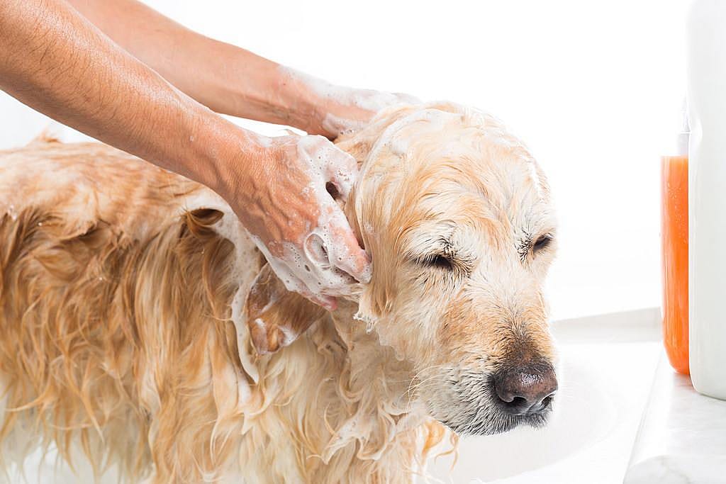 Nebraska: Pet shampoo project