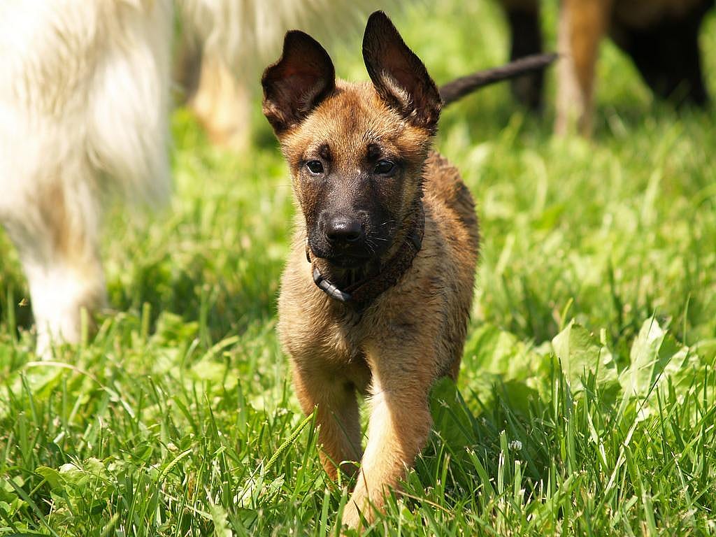 #33. Belgian Malinois