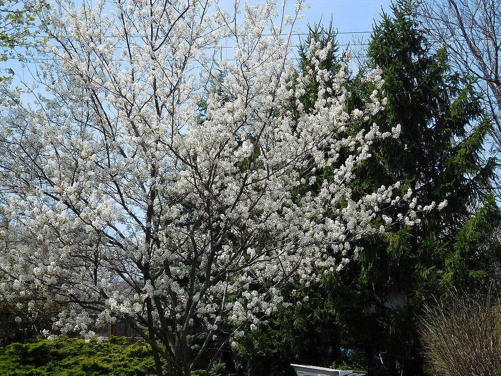 #5. Serviceberry