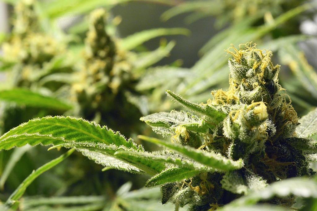 #6. Tilray Inc (TLRY)