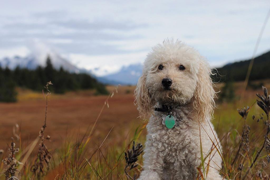 Poodle