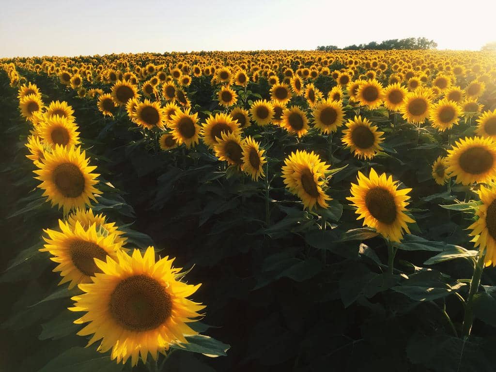 State: Kansas