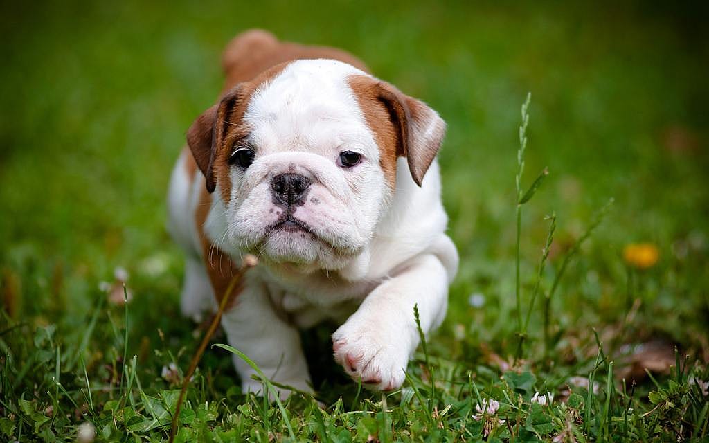 #7. Bulldog
