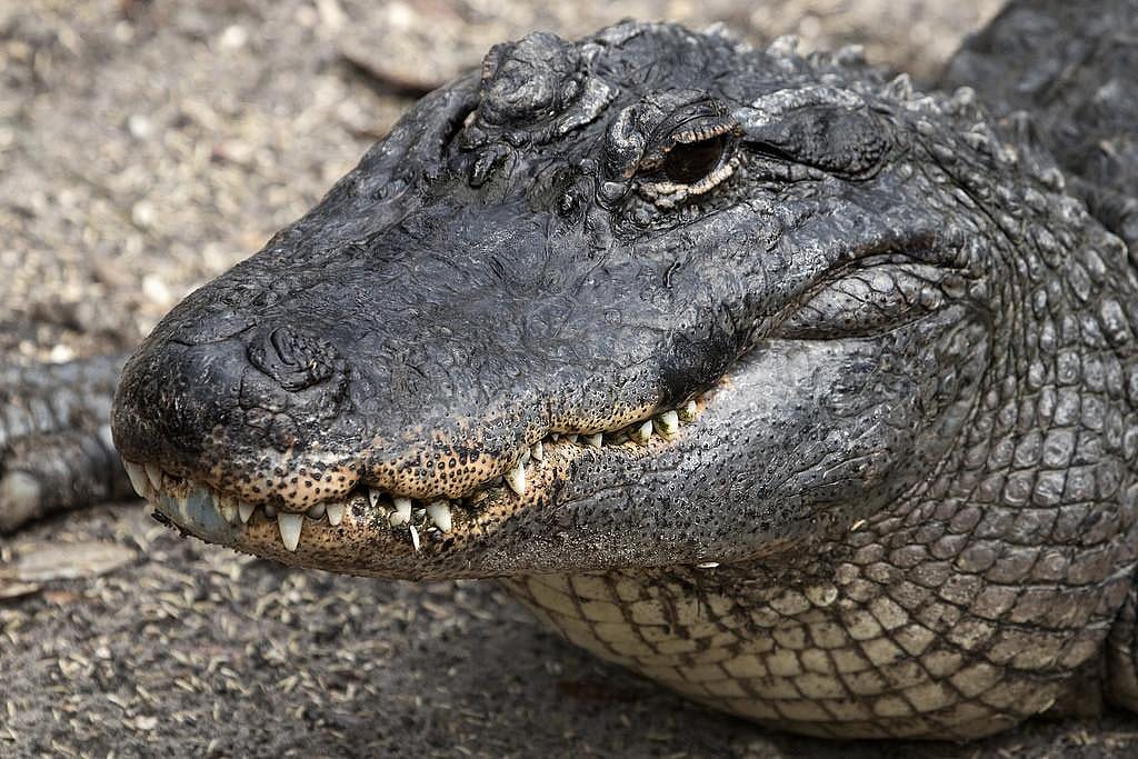 Florida: St. Augustine Alligator Farm