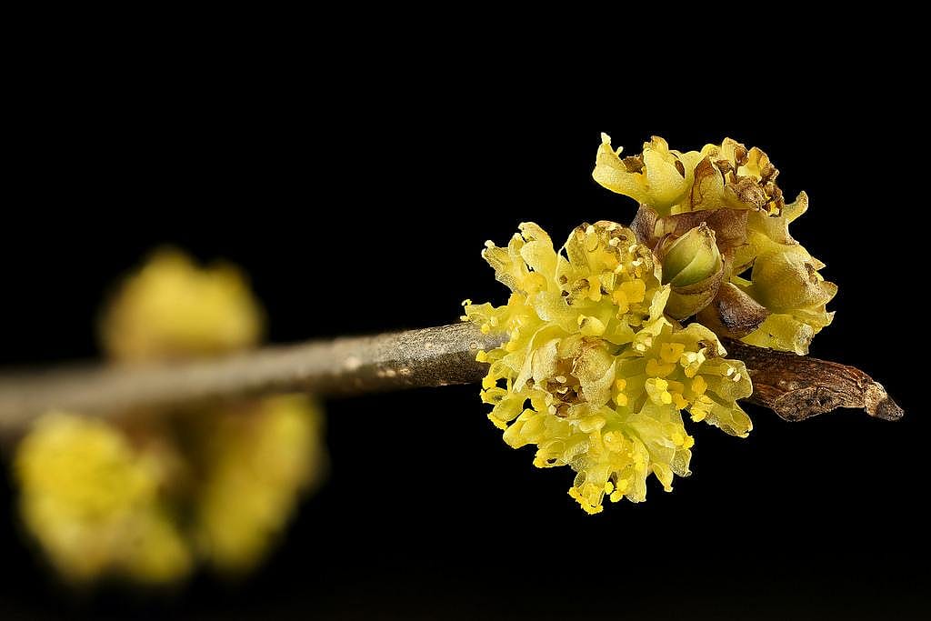 #17. Spicebush