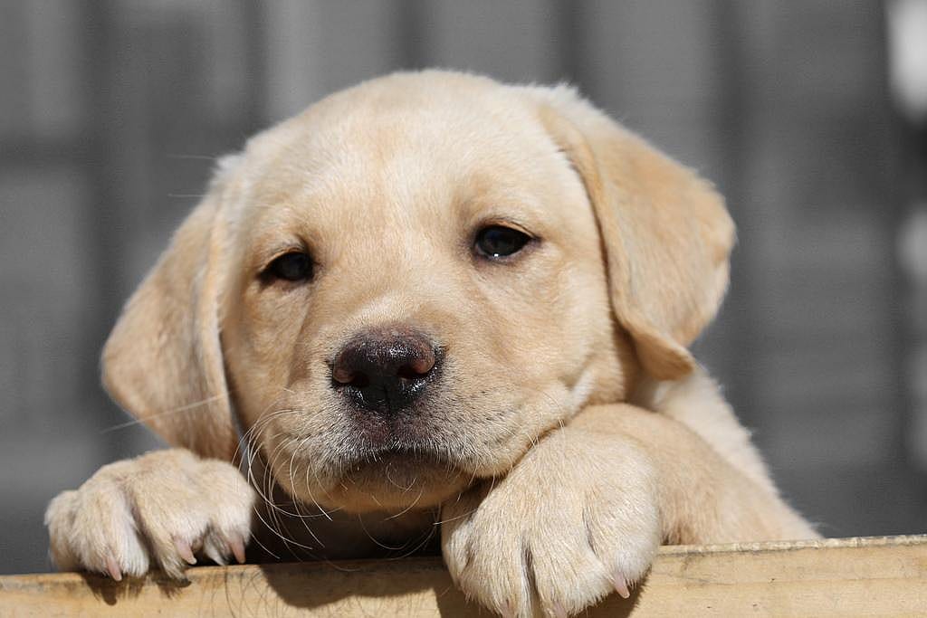 #2. Labrador retriever