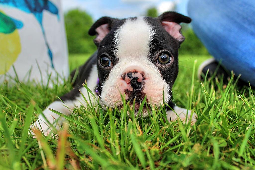 #23. Boston Terrier