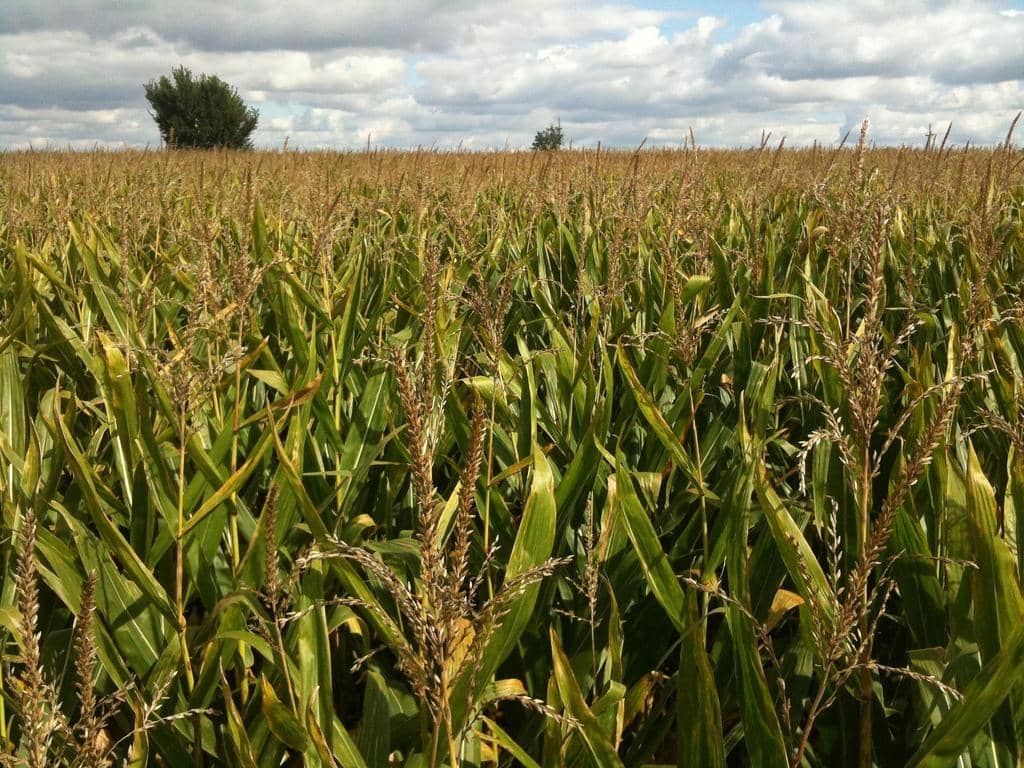 Nickname: The Cornhusker State