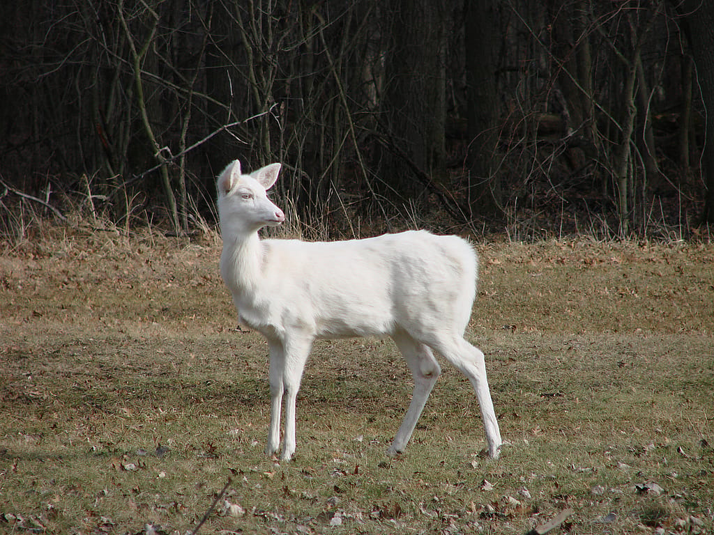 Tennessee
