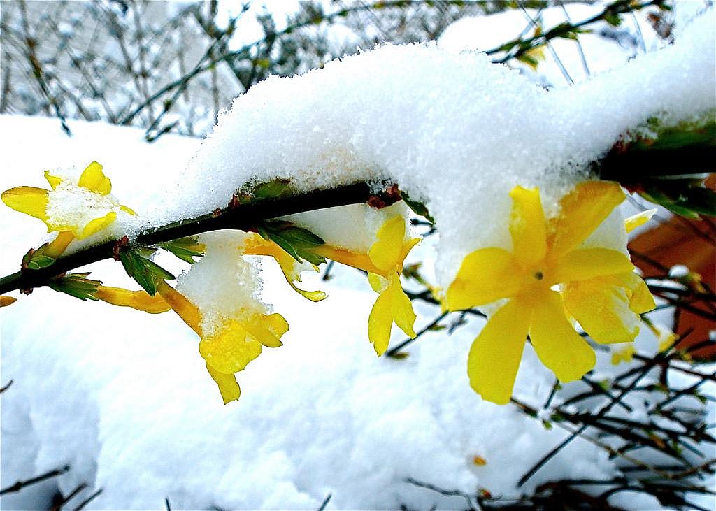 Clue: South Carolina state flower