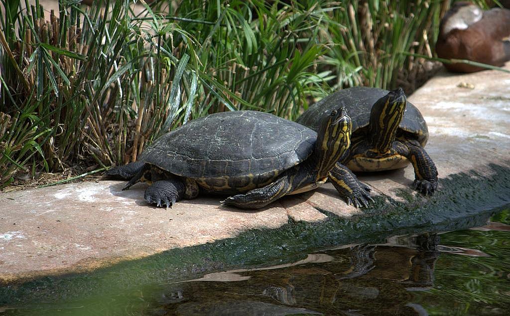 Florida: Turtle safety 