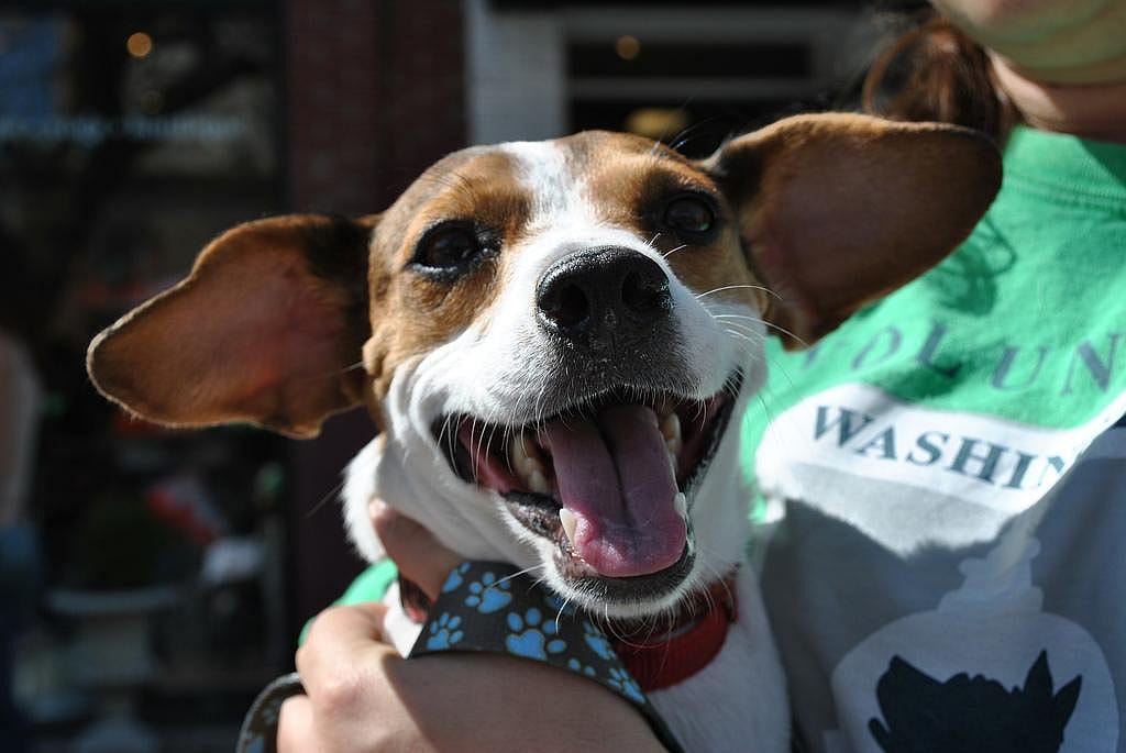 Humane Society International