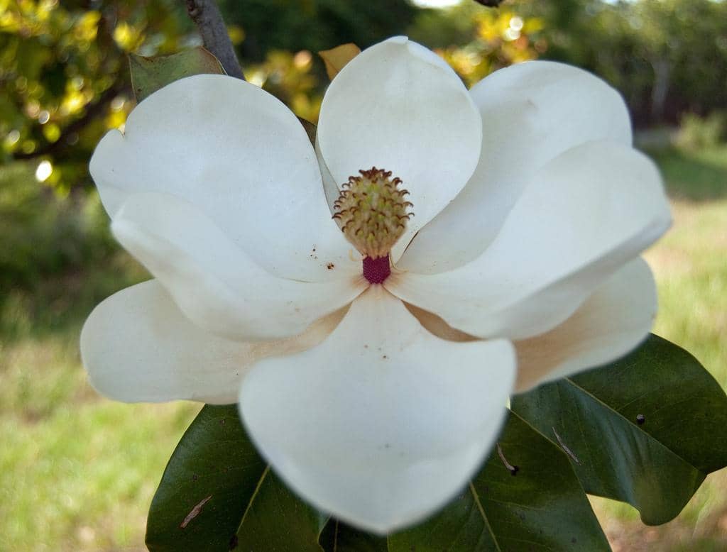 Nickname: The Magnolia State