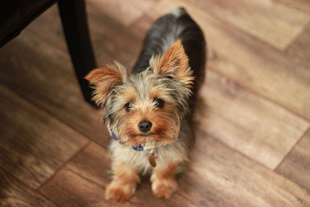 #6. Sadie