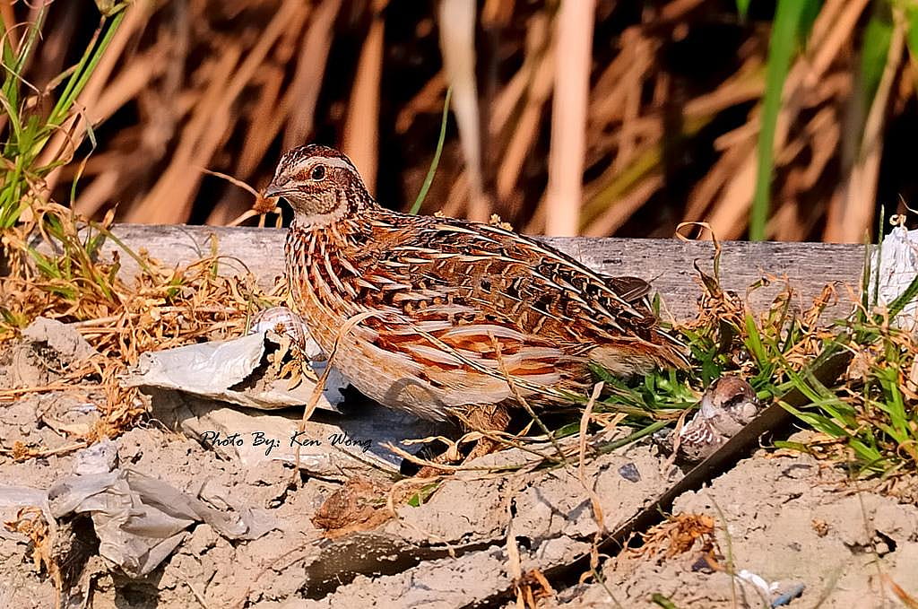 Kentucky: Cocaine and quails