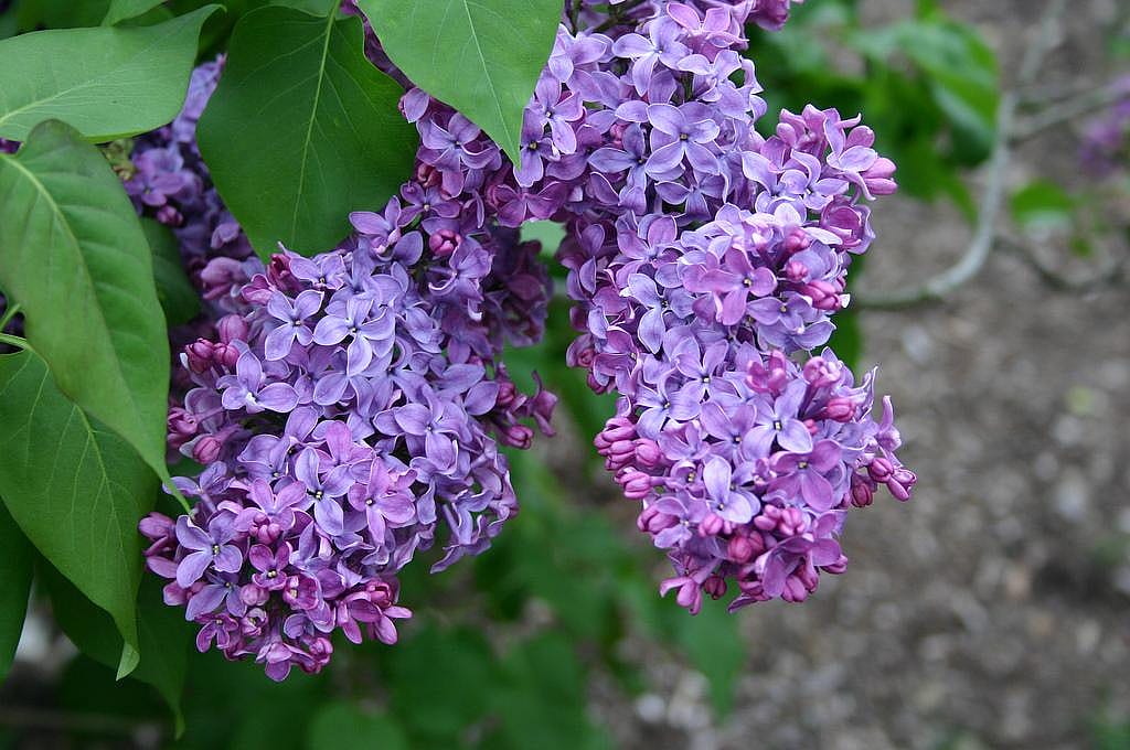 #43. Lilac