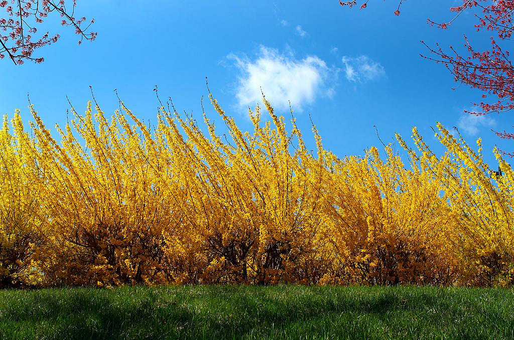 #16. Forsythia