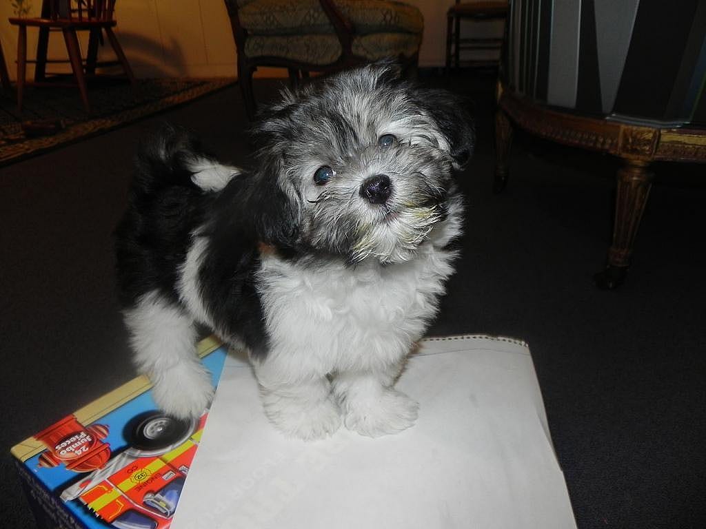 #25. Havanese
