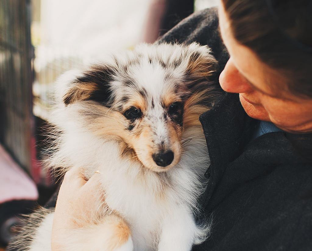 #26. Shetland Sheepdog