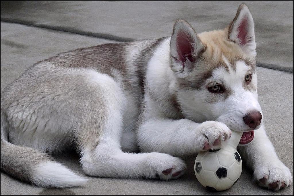 #24. Siberian husky
