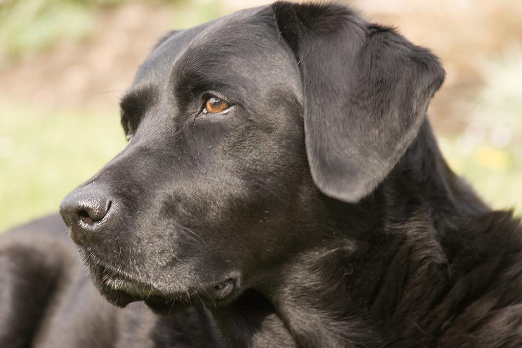 Labrador retriever