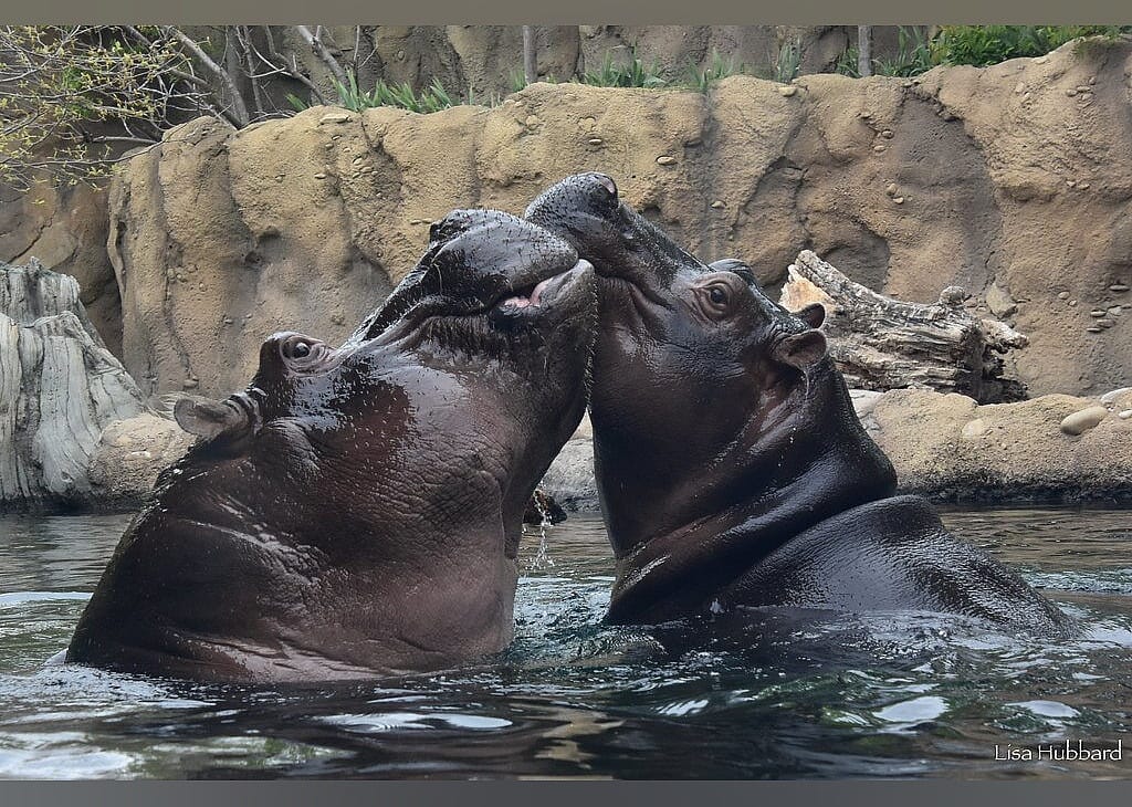 #5. Cincinnati Zoo & Botanical Garden
