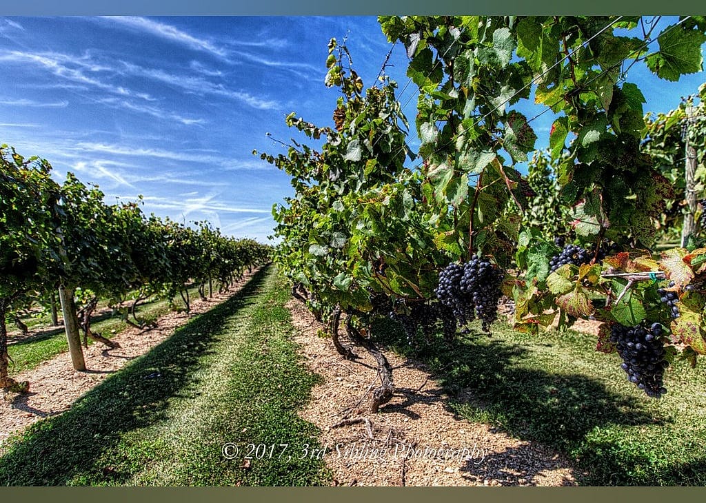 #16. Vynecrest Winery