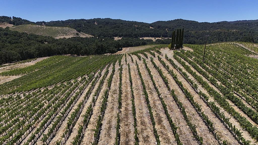 An aerial view of rows of grape vines at Tablas Creek Vineyard in Paso Robles on July 30, 2025. 