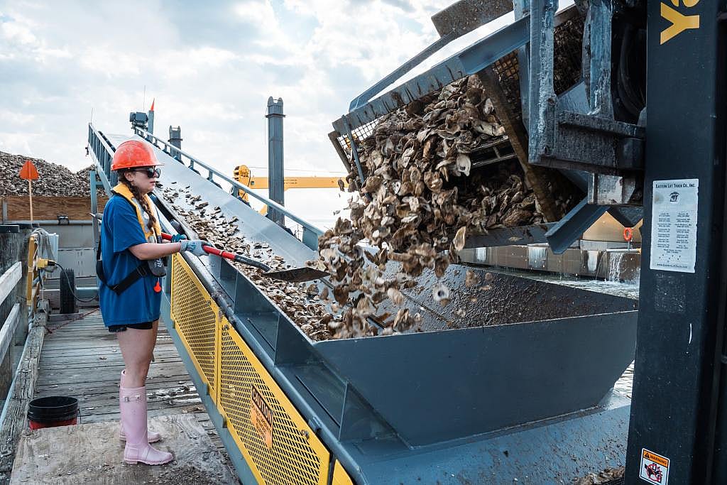 A worker holds a shovel next to a conveyor belt where oysters are brought on their way to the J. Millard Tawes.